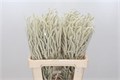 Амарант-Amaranthus-Yearning Desert-60cm 4a539a76-64e1-11ed-0a80-0d5c00122cb6