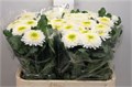 Хризантема одн-Chrysant Gr-Inga-85cm-65gr 4a593b69-64e1-11ed-0a80-0d5c00122cb9