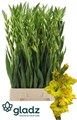 Гладиолус Gr-Gladiolus Gr-Blitz-110cm-170gr 4a5b1f35-620c-11ef-0a80-065d0030cbde