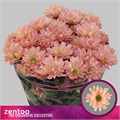 Хризантема куст-Chrysant Tr-Katinka Salmon-70cm-75gr 4a654caa-620c-11ef-0a80-065d0030cbe1