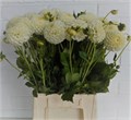 Георгин-Dahlia-Reycroft Jan-50cm 08ceca02-16f1-11ed-0a80-00b300183c1b