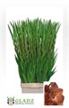 Гладиолус Gr-Gladiolus Gr-Indian Summe-120cm-180gr 4a886543-620c-11ef-0a80-065d0030cbf3