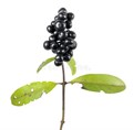 Лигуструм-Ligustrum-Libelle Black-60cm 4a912fa7-64e1-11ed-0a80-0d5c00122ce5