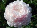 Пион-Paeonia-Florence Nicholls-PN 4a9469f7-5f3f-11ed-0a80-0434000732c4