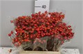Шиповник-Rosa-Mag Delight-60cm 4aa5fec3-64e1-11ed-0a80-0d5c00122cee