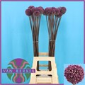 Аллиум-Allium- Summer Drumme-95cm 4aabb4c4-620c-11ef-0a80-065d0030cbfc