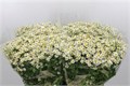 Матрикария-Tanacetum-Pa Single Vegmo-60cm-600gr 4aacd92c-64e1-11ed-0a80-0d5c00122cf1