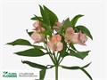 Альстромерия-Alstroemeria-Dubai-70cm-Si 4aae8d9e-7630-11ed-0a80-0246002b30a2