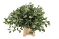 Эвкалипт-Eucalyptus-Populus Blad-GW 4ab08560-bfa6-11ec-0a80-0b4c0008b0a0
