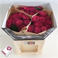 Роза-Rosa-Gr Magic Vuvuzela-60cm 4abe97b2-bfa5-11ec-0a80-0b4c0007c882