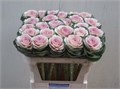 Брассика-Brassica-Empire Anna-60cm 4ac089d7-64e1-11ed-0a80-0d5c00122cf4