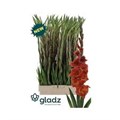 Гладиолус Gr-Gladiolus Gr-Mohican--115cm-190gr 4acd5f78-5c78-11ef-0a80-0386001e0e62