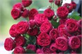 Роза куст-Rosa sp-Maroon-60cm-RS 4adb8308-32a1-11ee-0a80-0fd30007b2a2