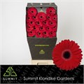 Гербера-Gerbera-Mi Black Tie Diamond-50cm 4ae37640-64e1-11ed-0a80-0d5c00122cfc