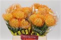 Леукоспермум-Leucospermum-Jelena-40cm 4aea90db-64e1-11ed-0a80-0d5c00122cff