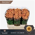 Хризантема сант-Chrysant sant-Aaa Doria Salm-55cm-120gr 4afc8ce5-08fb-11ee-0a80-0c7e006492dd
