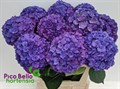 Гортензия-Hydrangea-M Roy Anasta Blue-80cm 4b012851-1f4b-11ef-0a80-0290002d1f38