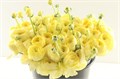 Ранункулус-Ranunculus-Cloni Extra Commedia-45cm 4b07b9d8-64e1-11ed-0a80-0d5c00122d07
