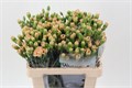 Гвоздика куст-Dianthus tr-Old Brown-60cm 4b188ae9-08fb-11ee-0a80-0c7e006492e3