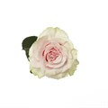 Роза-Rosa-Pink Mondial-50cm--PE 4b28a26c-bfa9-11ec-0a80-0b4c000b7263
