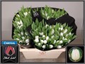 Тюльпан-Tulip-En Royal Virgin-36cm-31gr 4b2bcb40-08fb-11ee-0a80-0c7e006492e6