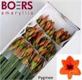 Амариллис St-Hippeastrum St-Co Pygmee-50cm 4b31f7e8-64e1-11ed-0a80-0d5c00122d0b