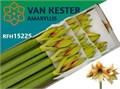 Амариллис St-Hippeastrum St-Ga Mocca-80cm 4b401584-64e1-11ed-0a80-0d5c00122d0e