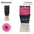 Гербера-Gerbera-Gs Amazing Diamond--45cm 4b4067b1-250c-11ef-0a80-0eb4001b4e84