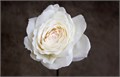 Садовая Роза-Garden Rosa-Princess Miyuki-53cm-Ti 08e78e9b-bfa7-11ec-0a80-0b4c00093b6b