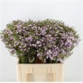Ваксфлауэр-Chamelacium-Un Danc Queen-80cm-115gr 007582da-ce3b-11ed-0a80-10030009eb17