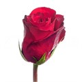 Роза-Rosa-Gr Madam Red-60cm 4b45b59b-bfa5-11ec-0a80-0b4c0007c90e