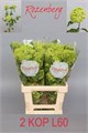 Вибурнум-Viburnum-Roseum St-/60cm 4b480b60-0350-11f1-0a80-0e2a000d0a97