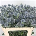 Эрингиум-Eryngium-Mag Anita-65cm 4b4caad9-64e1-11ed-0a80-0d5c00122d14