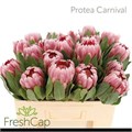Протея-Protea-Carnival--60cm 4b4e851e-3256-11f0-0a80-11e50023b1ee
