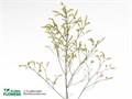 Лимониум-Limonium-Sin China Summer-70cm-40gr 4b61efe9-64e1-11ed-0a80-0d5c00122d1a