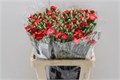 Гвоздика куст-Dianthus tr-Symply Love-55cm 4b67b57e-64e1-11ed-0a80-0d5c00122d1d