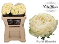 Роза-Rosa-Gr Pure Blonde-50cm 4b73c7af-bfa5-11ec-0a80-0b4c0007c941