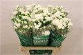Гвоздика куст-Dianthus tr-Ibis-60cm 4ba929e7-64e1-11ed-0a80-0d5c00122d23