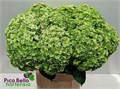 Гортензия-Hydrangea-M Roy Highne Cl-80cm 08eb82cc-c530-11f0-0a80-042d002513fe