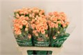 Гвоздика куст-Dianthus tr-Westpeachy-60cm 4baf331a-64e1-11ed-0a80-0d5c00122d26