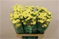 Гвоздика куст-Dianthus tr-Xanthe-60cm 4bb58257-64e1-11ed-0a80-0d5c00122d29