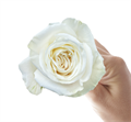 Роза-Rosa-Playa Blanca-50cm-AG 4bd6fb0a-bfa9-11ec-0a80-0b4c000b7406