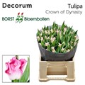 Тюльпан-Tulip-Co Crown Of Dynasty-44cm-46gr 08f24e89-c530-11f0-0a80-042d00251401