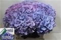 Гортензия-Hydrangea-Cassanova--75cm 4bea6066-e416-11ed-0a80-00c2000bc017
