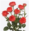 Роза куст-Rosa sp-Hero-60cm--Ge 4bf08349-ca1c-11ed-0a80-0db1000790d9