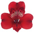 Альстромерия-Alstroemeria-Lovely--80cm-Se 4c1b9a56-354b-11ef-0a80-0cbf00133a0d