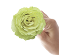 Роза-Rosa-Lemonade-50cm-AG 4c1c6644-cb51-11ee-0a80-102f00156151