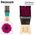 Гербера-Gerbera-Gs Renegade Diamond-45cm 08f5f78f-16f1-11ed-0a80-00b300183c21