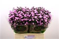 Астра-Aster-Astee Pink Pearl-90cm-55gr 4c3580c5-5b5a-11ee-0a80-040f004360b9