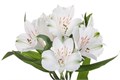 Альстромерия-Alstroemeria-Winterfeel-60cm-QA 4c369934-93e3-11f0-0a80-11d60028e052
